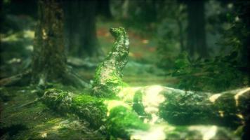 Old trees with lichen and moss in green forest video