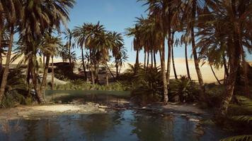 pond and palm trees in desert oasis video