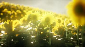 Sunflower field on a warm summer evening video