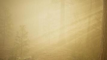 foresta autunnale e alberi nella nebbia mattutina video