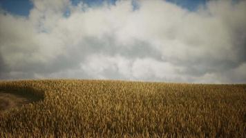 nuvens escuras de tempestade sobre o campo de trigo video