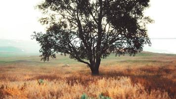 landscape with a hill and a single tree at sunrise with warm light video