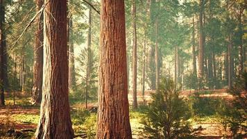 giant sequoias in the giant forest grove in the Sequoia National Park video