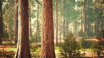 gigantische sequoia's in het gigantische bosbos in het sequoia nationaal park video