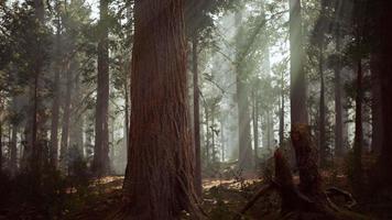 sequoias gigantes no bosque da floresta gigante no parque nacional das sequoias video