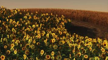 campo de girassóis florescendo em um pôr do sol de fundo video