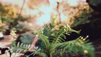 nebbiosa foresta pluviale e raggi di sole luminosi attraverso i rami degli alberi video