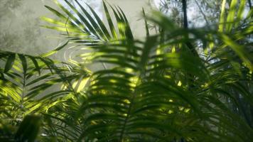 bright light shining through the humid misty fog and jungle leaves video