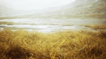 yellow dry grass on the mountain in autumn video