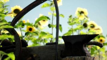 old vintage style scythe and sunflower field video