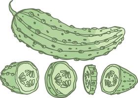 Green fresh cucumber tasty vegetable food vector