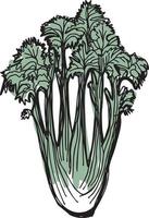 Celery hand drawn vector illustration set. Isolated Vegetable engraved style object. Detailed vegetarian food drawing. Farm market product. Great for menu, label, icon