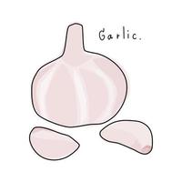 Garlic on a white background. Hand drawn garlic vector. Vector illustration. Vegetable vector for decoration. Vegetable cartoon.