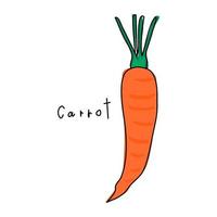 Carrot on a white background. Hand drawn vegetable vector. Book illustration. Vegetable vector for decoration. Cartoon vegetables. Wrapping paper pattern. Gardening.