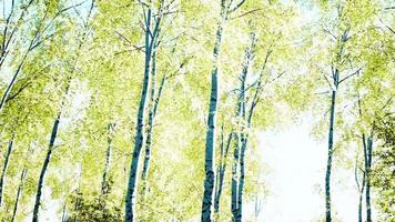 sun shinning throught birch forest video