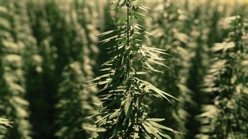 Field of industrial hemp cannabis in the evening sun video