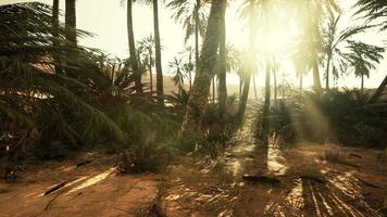 Palm Trees in the Sahara Desert video