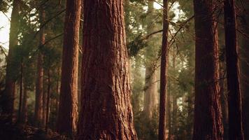 sequoias gigantes na floresta de sequoias video