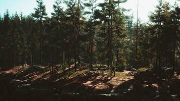 floresta de pinheiros na montanha video