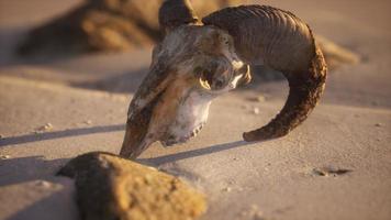 Skull with ram horns on the beach video