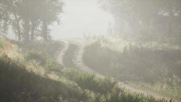 Sunbeams entering coniferous stand on a misty summer morning video