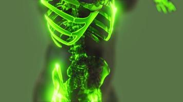 sichtbar illustrierte menschliche Skelettknochen video