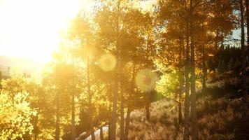 ljus solnedgång i bergen med skog video
