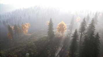 luchtfoto van het prachtige herfstbos bij zonsondergang met groene pijnbomen video