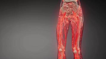 bloedvaten van het menselijk lichaam video