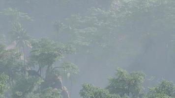 Fog covered jungle rainforest landscape video