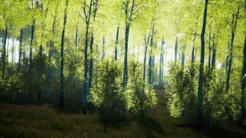 bosque de bétulas por um dia ensolarado video