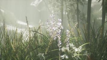 campo de flores de hierba con luz solar suave para el fondo. video