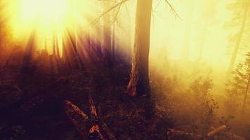 misterioso cuento de hadas profundo bosque mágico video