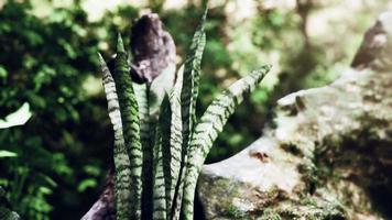 foresta verde con raggi di luce video