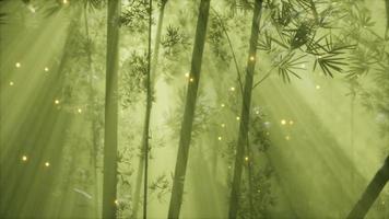 bosque de bambú asiático con clima de niebla matutina video