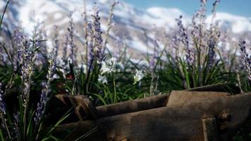 Lavendelfeld mit blauem Himmel und Bergdecke mit Schnee video