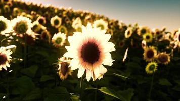 Sonnenblumenfeld während des Sonnenuntergangs video