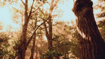 rayons de soleil dans une forêt brumeuse en automne video