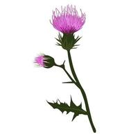 Ilustración de stock de vector de cardo. una rama de una planta espinosa con flores de color púrpura. etiqueta para whisky escocés. farmacia botánica. Aislado en un fondo blanco.