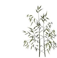 Bamboo vector stock illustration. Young stems and shoots with green leaves of a tropical tree. For spa and cosmetics labels. Wood of a herbaceous Chinese plant. Isolated on a white background.