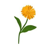 Calendula vector stock illustration. yellow marigold flower buds on a green stem. Pharmacy medicinal plant for tea. The weight of the drawing is isolated on a white background.