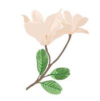 White magnolia vector stock illustration. A branch with beige flowers in pastel beige tones. Spring illustration template for a card. Isolated on a white background.