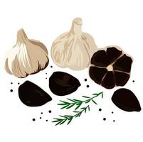 ilustración de stock de vector de ajo negro. cocina tradicional japonesa. condimento para platos coreanos. deliciosa cebolla vegetal con una sección transversal que muestra dientes negros. Aislado en un fondo blanco