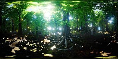 luciérnaga vr 360 volando en el bosque video