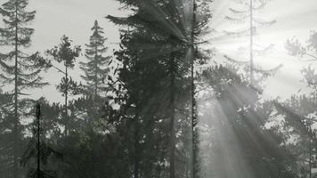 forêt nordique brumeuse tôt le matin avec brouillard video