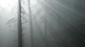 nebbiosa mattina di primavera nella foresta di pini video