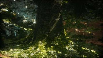 Old trees with lichen and moss in green forest video