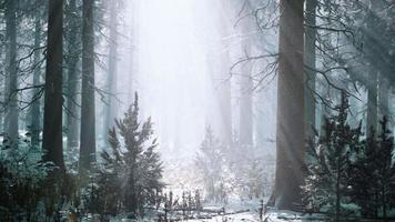 pine forest illuminated by the morning sun on a foggy early spring day video
