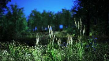 Scenic vivid green forest landscape with meadow video