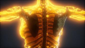kleurrijke animatie van het menselijk lichaam met botten en organen video